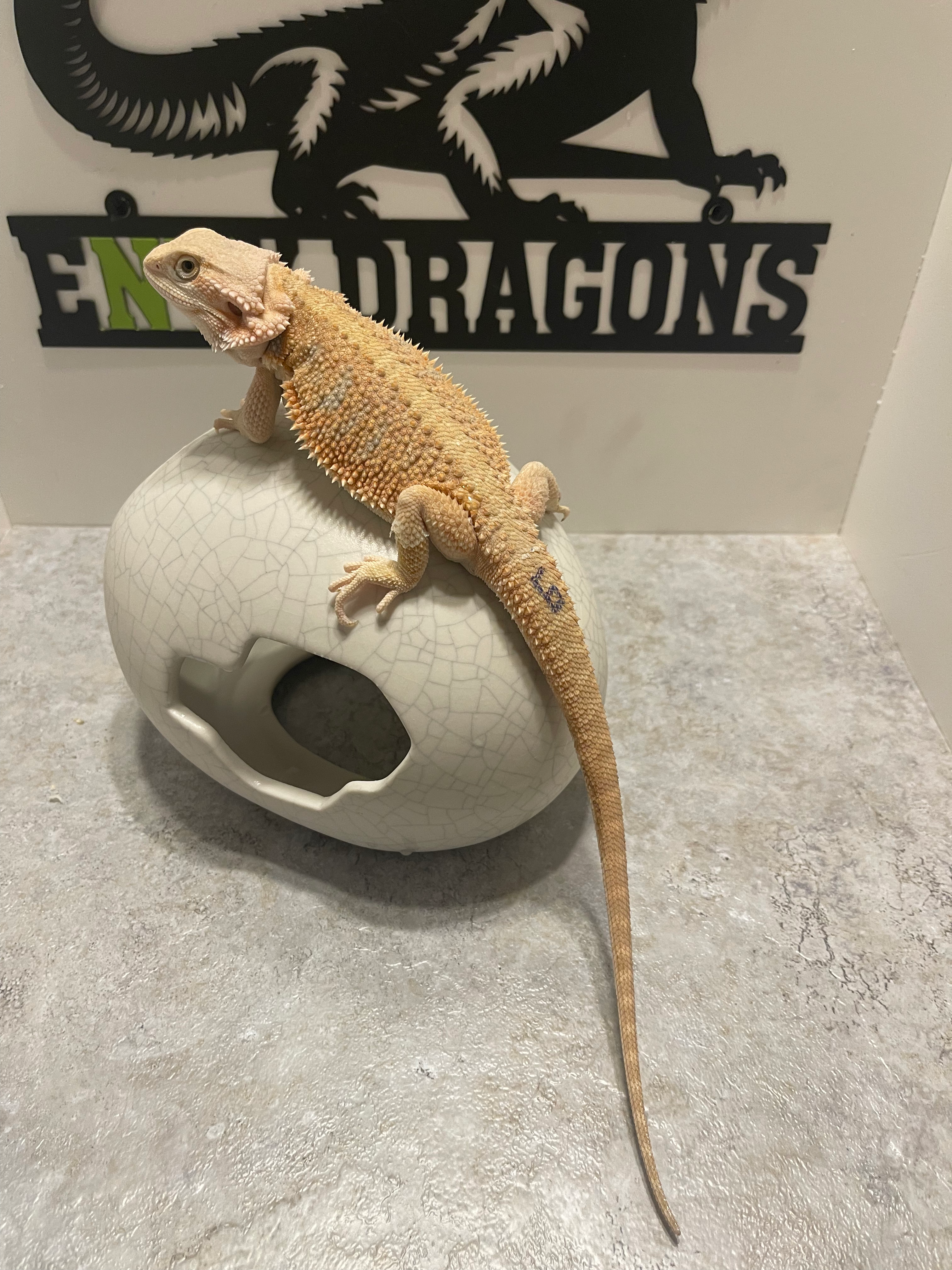 Female: Hypo, Het Zero, Het Witblits