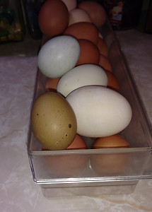 Fam Fresh Eggs