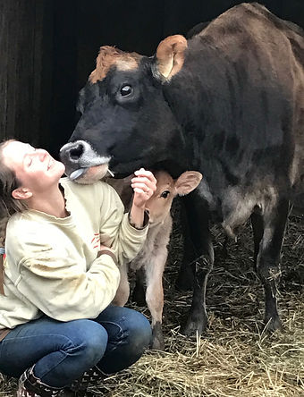 Jersey cow and caf