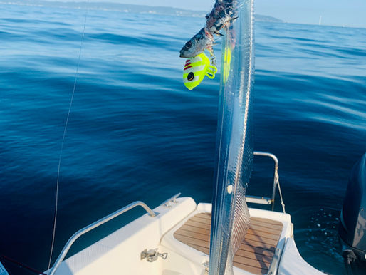 太刀魚