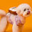 Thumbnail: Toastie Bread Dog Harness and Leash Bundle - RuaRua's Comfy Duo