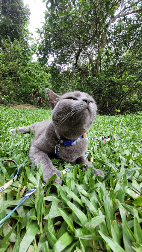 Gata cinza na grama sentindo o cheiro de mato, com sua coleirinha azul
