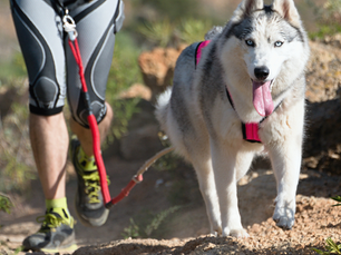 Hledáš aktivního psa? Těchto 7 plemen zvládne běhání, túry i dogtrekking