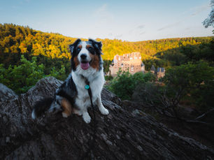 Hrad Eltz Burg se psem