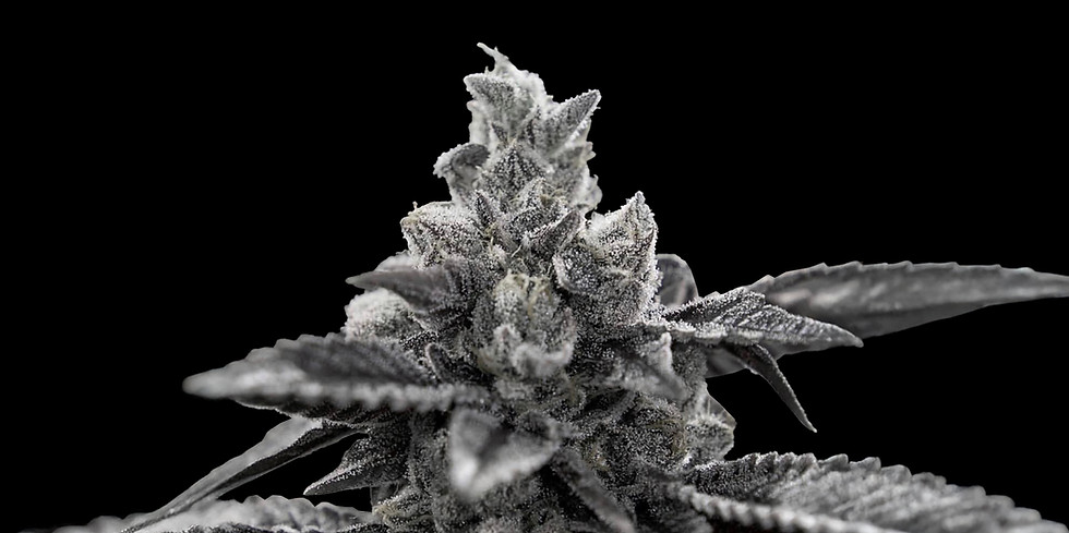 bud pict 1 BG FINAL.jpg