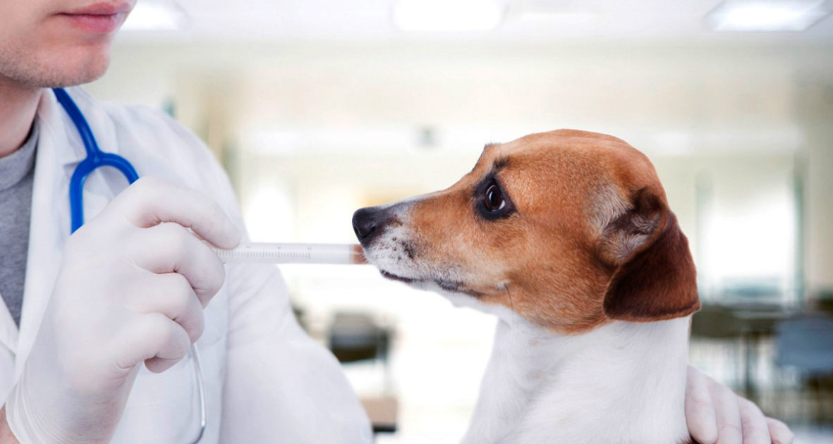 Divisão Magistral Veterinária