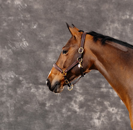 ©DRD2_ECURIE_DES_DEMOISELLES_9.jpg