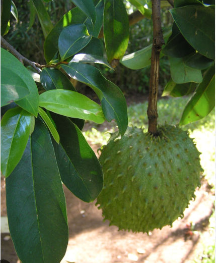 Close-up view of fresh Annona muricata leaves on a wooden surface