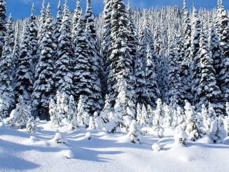 What's Up, Watershed? Winter Sowing: A Cheap, Easy, and Efficient Way To Start Seeds