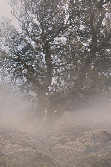 _66A9979resize.jpg