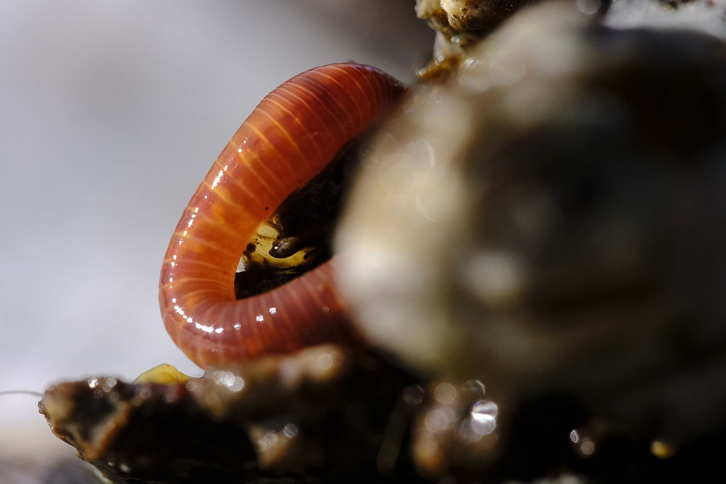 Vers Eisenia Foetida 250g