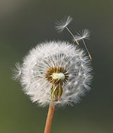 pusteblume-d3a71dd0-2fd0-4fc0-bf55-21077490513b_edited.jpg