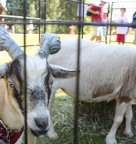 PG Mobile Petting Zoo goat.