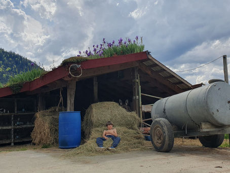 Iris, star du poulailler