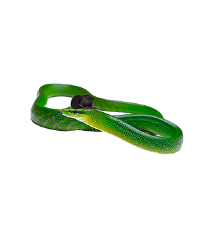 snake g.png