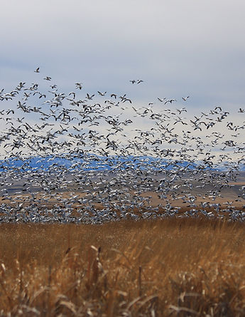 Copy of Geese 3 (1).jpg