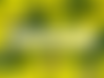 Yellow flowers and green leaves with overlay text Why You Have So Much More Energy in Summer and Shaolin Twin Cities Wahnam logo