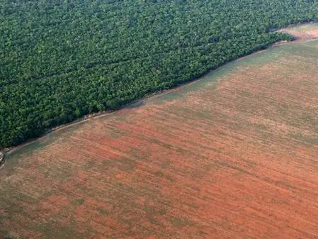The Amazon rainforest in Mato Grosso, Brazil, was deforested to make way for a soy farm to feed livestock like frankenchickens.
