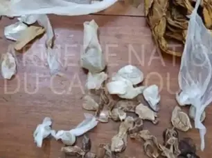 New Bell : le coup de filet qui met à nu un vaste réseau de drogue à Douala