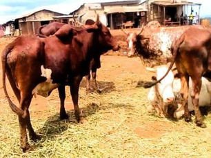 Douala : un complexe agro-industriel de 26,7 milliards FCFA pour transformer la filière bovine