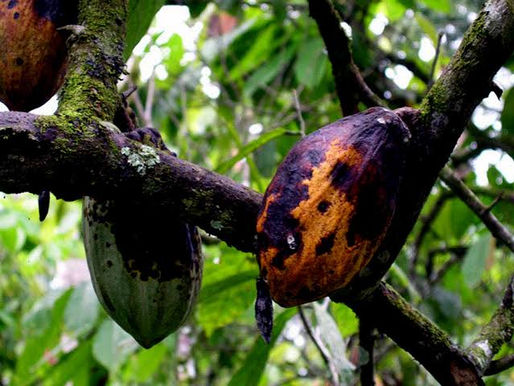 Cacao au Sud-Ouest : la pourriture noire des cabosses met en alerte les planteurs