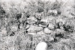 NEG12