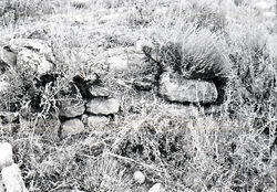 NEG13