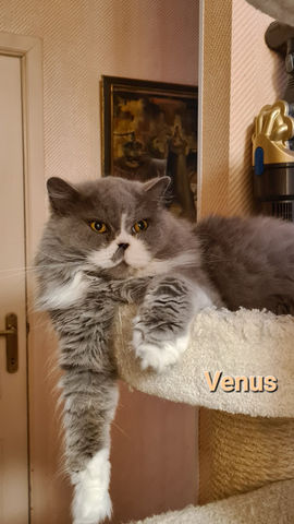 Venus