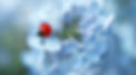 ladybug sitting on blue flower.jpg