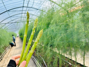 湯布院での活動の学生情報発信