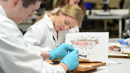 Undergraduate Foundation Programme in Life Sciences