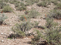 AD L.s.rugosa Sinclair with marked bushes.JPG