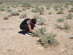 AD L.s.rugosa Sinclair planting.JPG