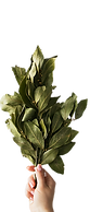 Bay leaf_edited.png