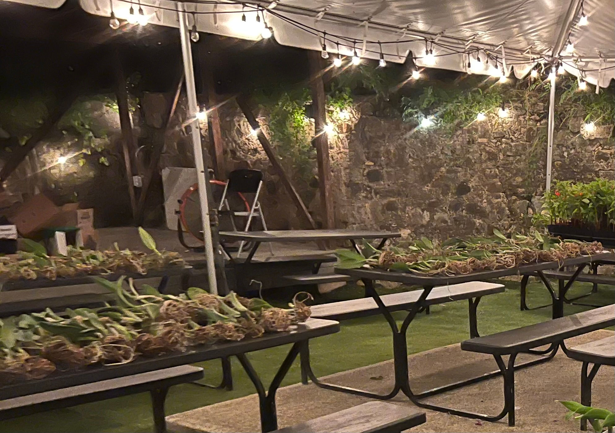 SPECIAL PURCHASE Cattleya hybrids-bare root