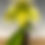 Thumbnail: Paphiopedilum
