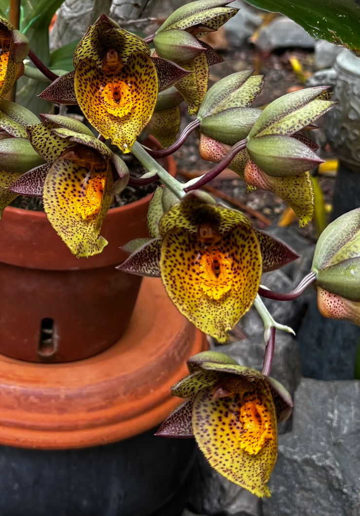 Our CRAZY CATASETUM Orchid Event March 13, 2025 8:30a -12:15p