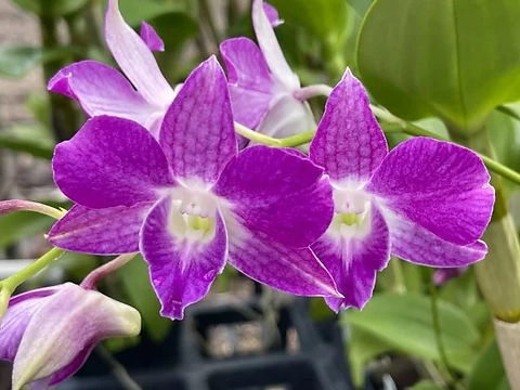 Den. Hawaiian Delight, 'Puanani' | Ez Greens Orchids