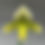 Thumbnail: Paphiopedilum