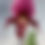 Thumbnail: Paphiopedilum