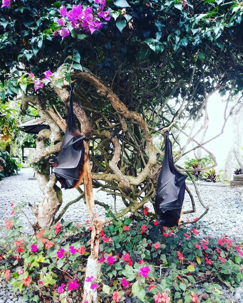 MENGWI & TANAH LOT SUNSET 