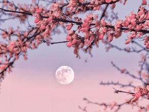 Full Moon in Libra: Pink Moon Magic & Your Pathway to Love