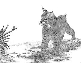 027 Bobcat - Small Wonders a small1.jpg