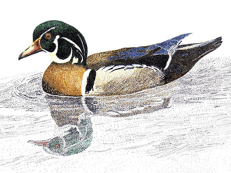 Cruisn' - Wood Duck.jpg