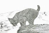 032 Bobkitten a.jpg