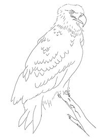 BaldEagle 1.jpg