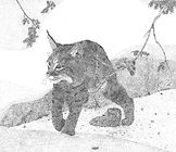 Stalking - Bobcat.jpg