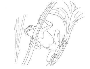 TreeFrog 1.jpg