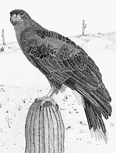 018 The Desert Sentry - Harris Hawk 1a_inPixio.jpg