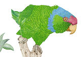 013 Lilac Crowned Parrot.jpg